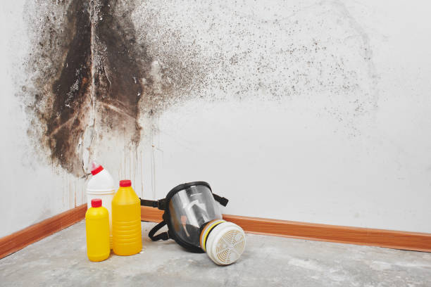Mold Removal and Inspection in Galesville, MD