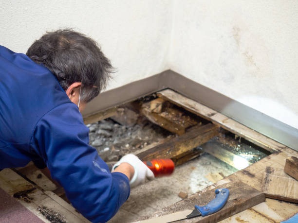 Best Mold Removal Process  in Galesville, MD