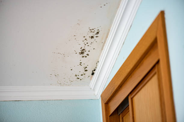 Best Certified Mold Removal  in Galesville, MD