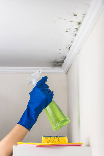 Certified Mold Removal in Galesville, MD